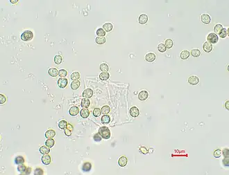 Rondsporig oorzwammetje