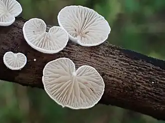 Ruwsporig oorzwammetje