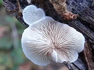 Grootsporig oorzwammetje