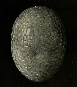 Ectoblasten rondom het embryo