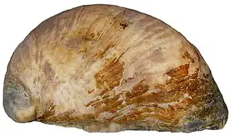 Crepidula moulinsii