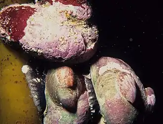 Crepidula porcellana