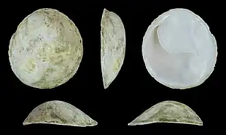 Crepipatella dilatata