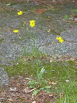 klein streepzaad (Crepis capillaris)