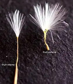 links: binnenste nootje , rechts: randstandig nootje