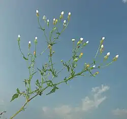 Bloeiwijze met vruchten