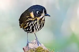 Chapmans dwergmierpitta