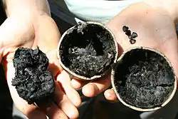 Overrijpe vrucht van Crescentia alata