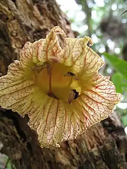 Bloem van Crescentia cujete