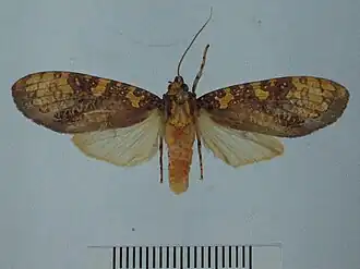 Cresera annulata