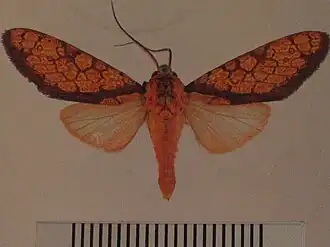 Cresera hieroglyphica