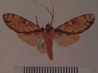 Cresera simillima