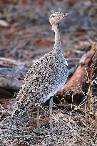 Ethiopische kuiftrap