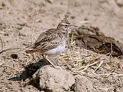 Kuifleeuwerik in Faridabad - een district in Haryana (India)