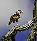 Kuifcaracara op een cactus