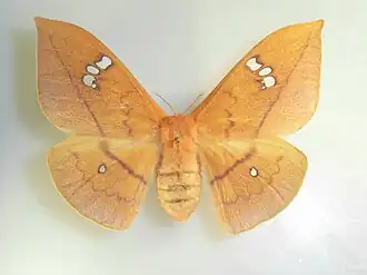 Cricula trifenestrata