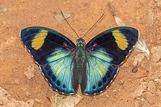 Euphaedra themis