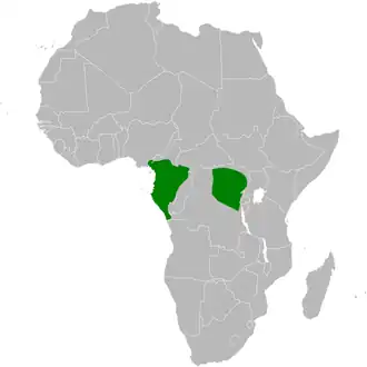 Cassins baardbuulbuul