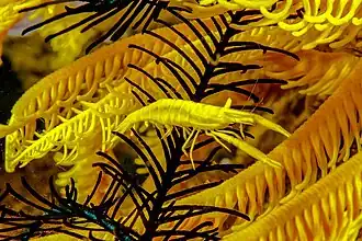 Hippolyte catagrapha