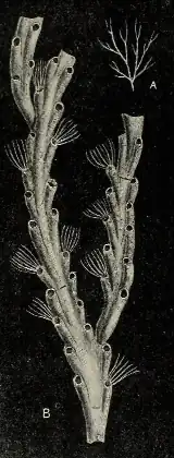 Crisia denticulata