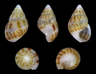 Gestreept traliedrijfhorentje