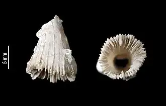 Crispatotrochus rugosus