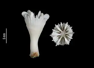 Crispatotrochus septumdentatus