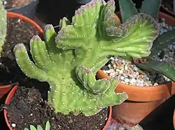 cristaat van een stapelia-soort
