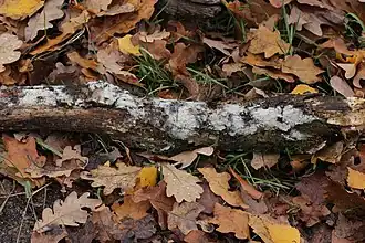 Klein krentenbrijkorstje