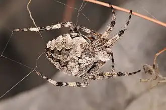 Araneus circe