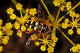 Milesia semiluctifera