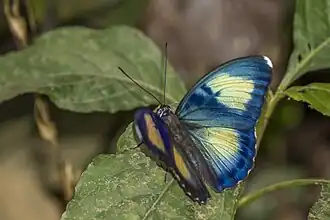 Euphaedra crockeri