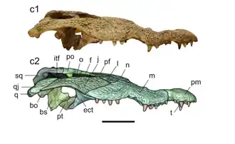 Crocodylus checchiai
