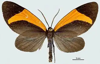 Crocomela flammifera