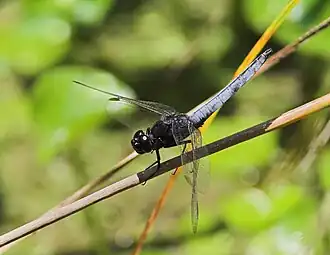 Crocothemis nigrifrons