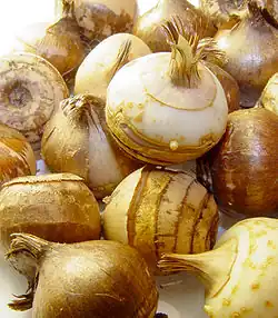 Knollen van de cultivar 'Dorothy'