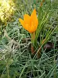Crocus flavus subsp. flavus