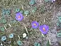 Crocus nudiflorus