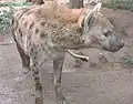 Hyena