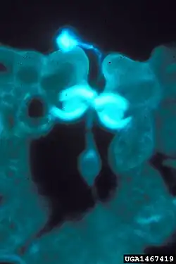 Kiemende basidiospore in huidmondje