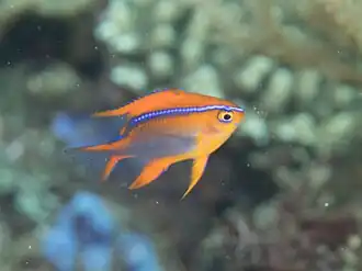 Neoglyphidodon crossi