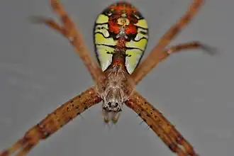Argiope perforata