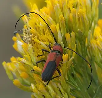 Crossidius coralinus
