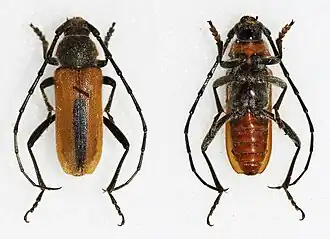 Crossidius suturalis