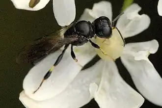 Crossocerus elongatulus