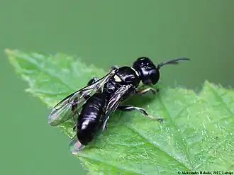 Crossocerus palmipes
