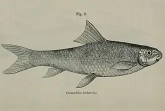 Crossocheilus diplochilus