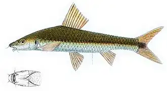 Crossocheilus langei