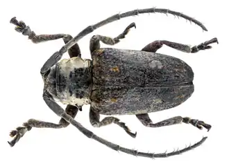 Crossotus argenteus