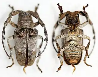 Crossotus plumicornis